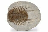 Spiny Selenopeltis Trilobite - Erfoud, Morocco #300369-1